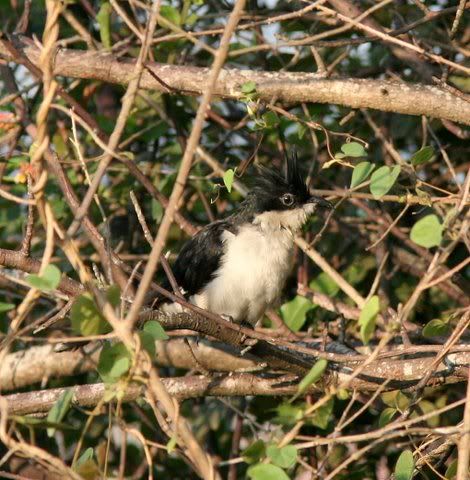 pied cuckoo