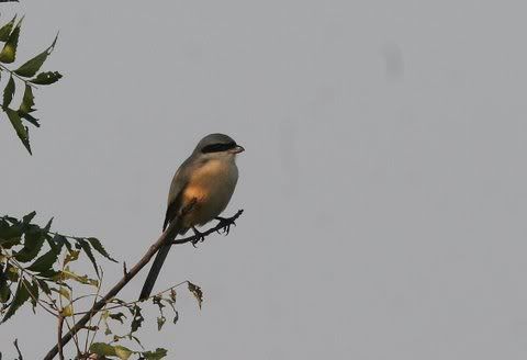 long-tailed shrike vs 041108