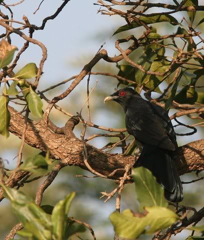 male koel VS 041208