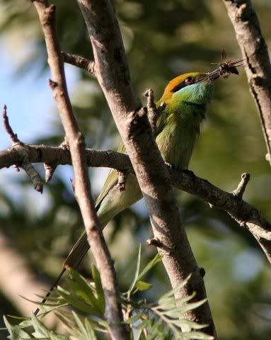 bee-eater eating bee