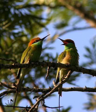 ha, ha, that was a good joke bee-eaters vs 041208