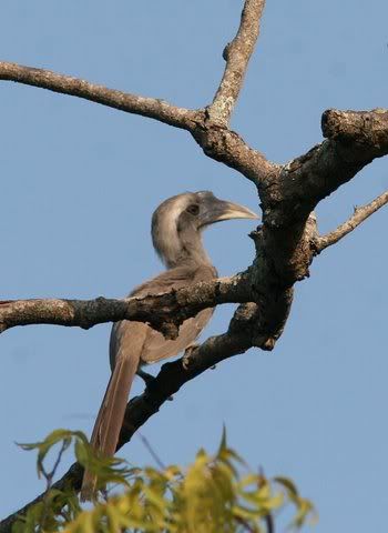 indian grey hornbill VS 041208