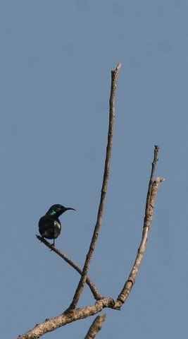 purple sunbird 041208