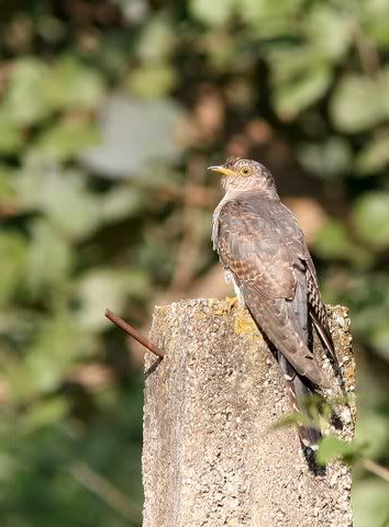 common hawk cuckoo 041208