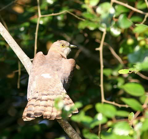 common hawk-cuckoo