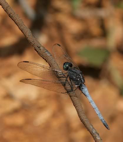 blue tailed dragonfly