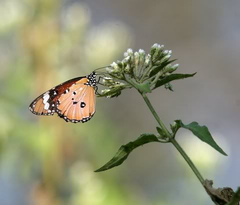 Danaus chrysippus