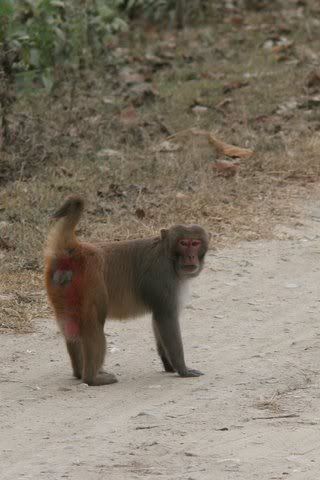 rhesus macaque 121208