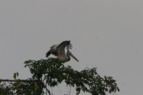 spot-billed pelican taking off