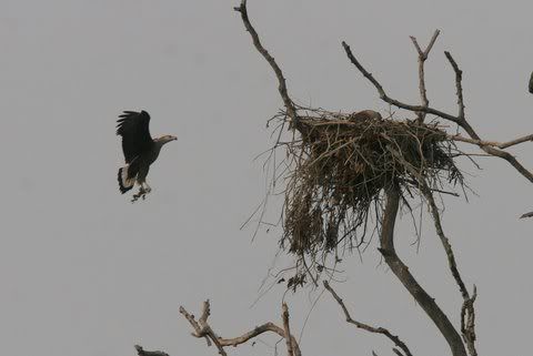 pallas fish eagle getting nesting material