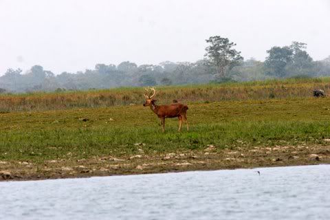 stag swamp deer 131208