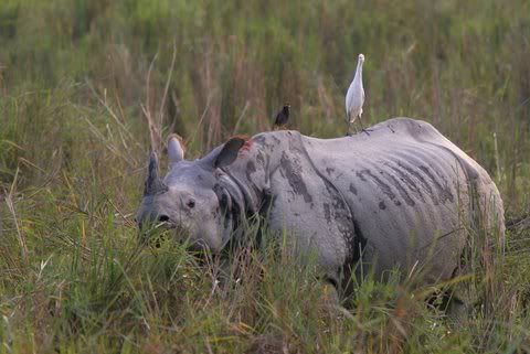 rhino backlit iwth myna and egret kazi 131208