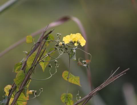 un id yellow flower 141208 kazi