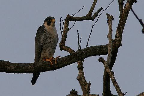 peregrine falcon 131208 eastern range kazi