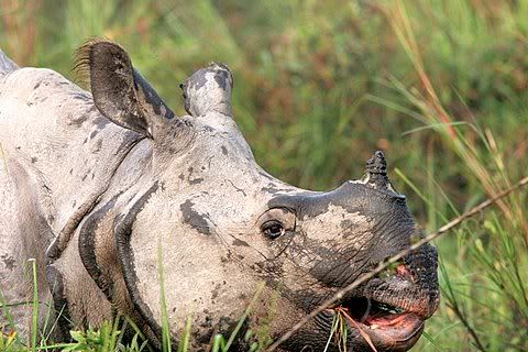 rhino closeup from left