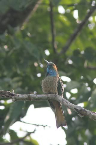 blue-bearded bee-eater