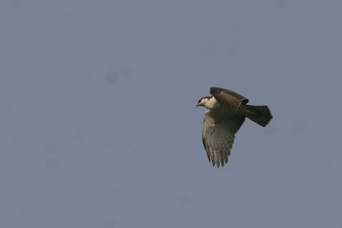 juv rufous-bellied eagle?