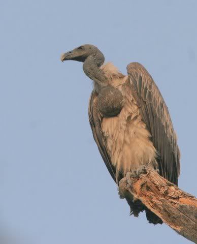 long-billed vulture 131208