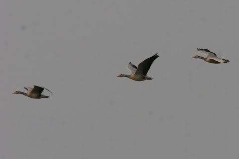 bar-headed geese flying