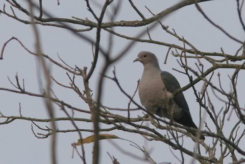 green imperial pigeon 141208