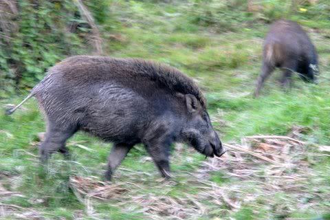 wild boar 121208 kazi