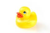 quack Pictures, Images and Photos
