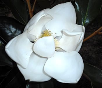 Magnolia003-1.jpg
