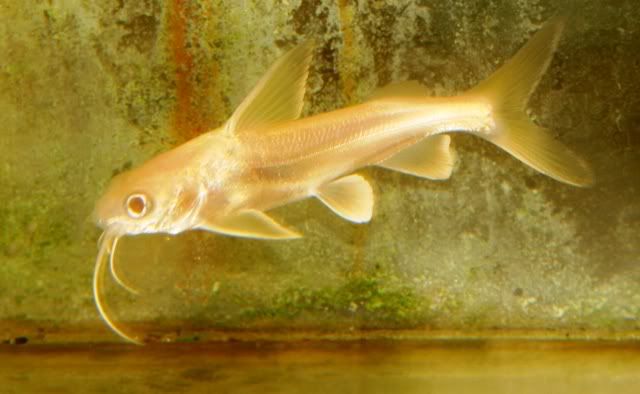 Albino Shark