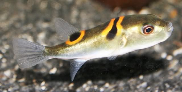 Saddle Puffer Fish