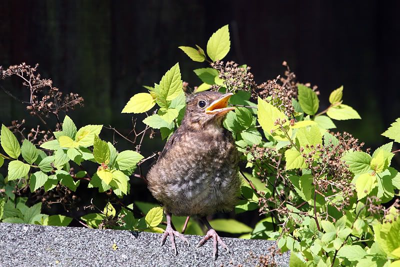 B-Bird-Fledgling-2.jpg