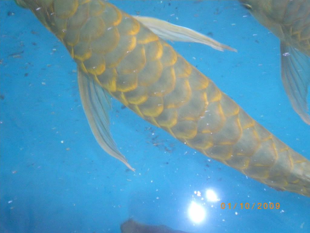 Yi Tiao Long