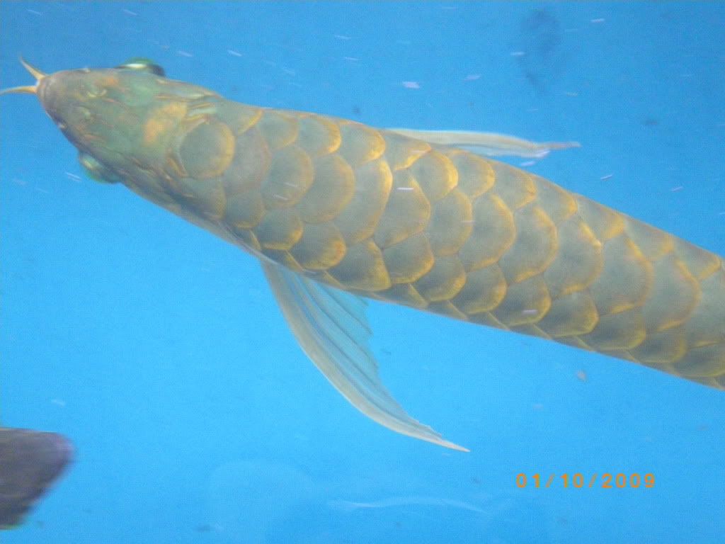 Yi Tiao Long