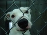 Martha - killed because of Hudson County SPCA indifference