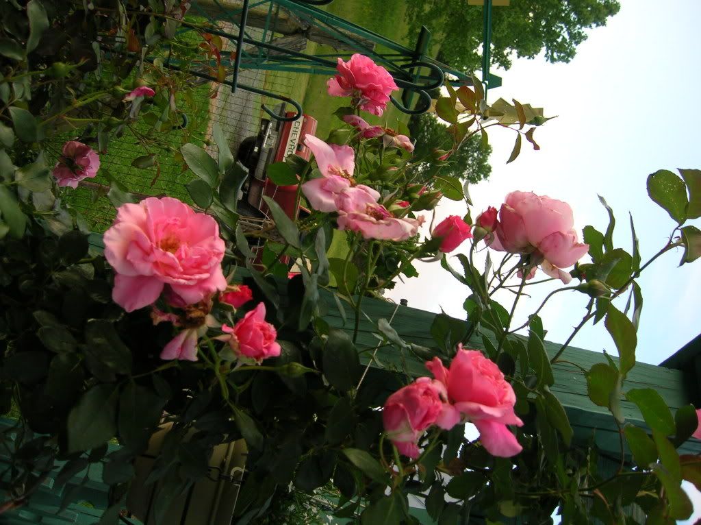 social climber rose