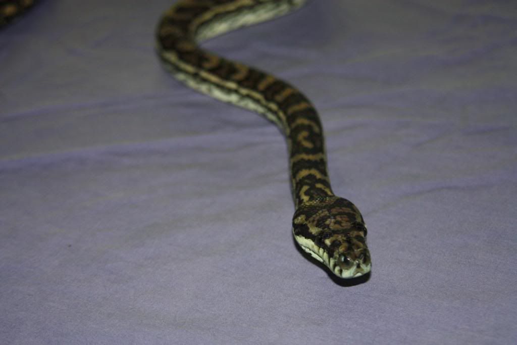 QLD Coastal Carpet Python Aussie Pythons & Snakes