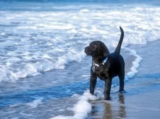 labatbeach.jpg Labrador at the beach image by yankeesgirl13