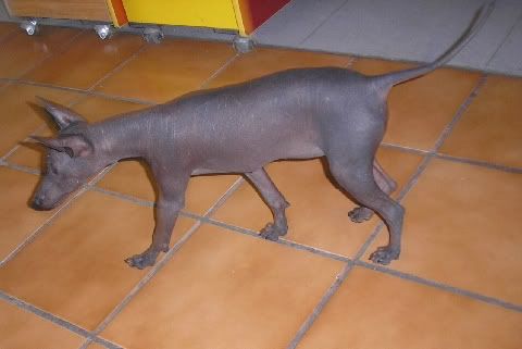 Perro Pelon