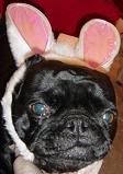 pugbunny2-small.jpg picture by PuggyDawn