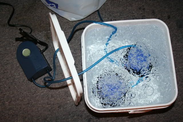 Dwc Bucket