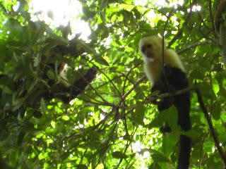 first monkey pic