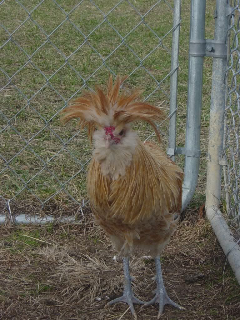 Buff Polish Rooster