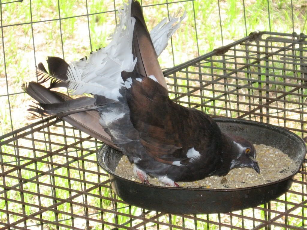 Indian Fantail Pigeons