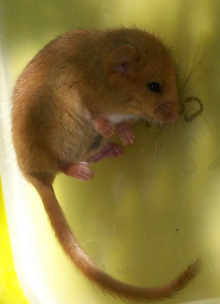 dormouse.jpg