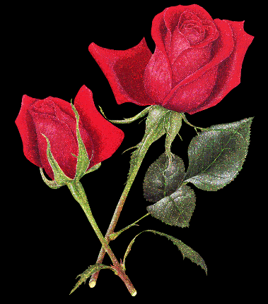 rose Pictures, Images and Photos