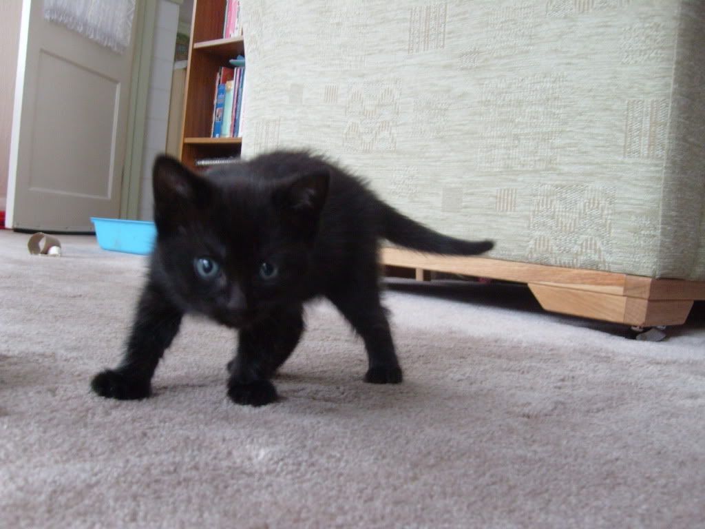 SE England luton, pure white kitten and black kitten for sale, 6