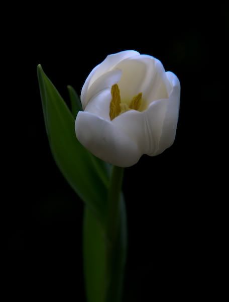 tulip1of1.jpg