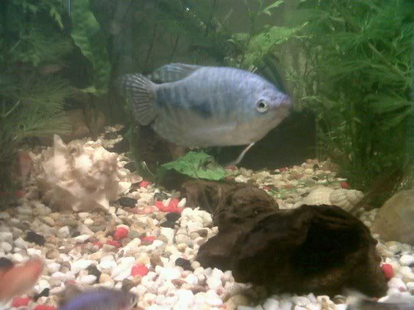 gourami.jpg