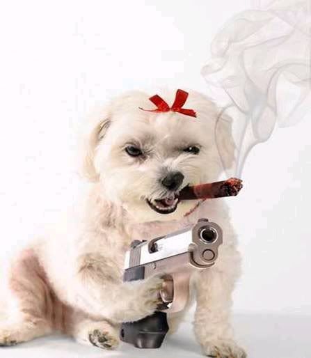 DogwithGun.jpg