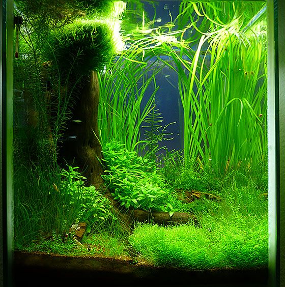 Kundenaquarien - Aquascaping - Shop für Naturaquarien