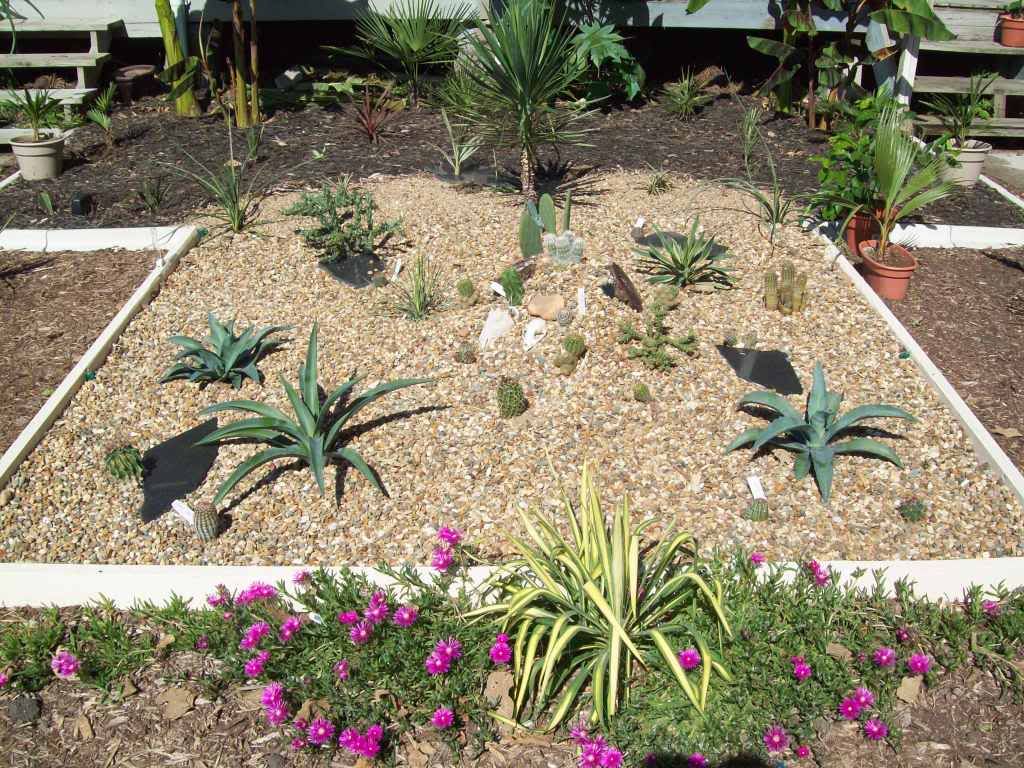 Succulent garden
